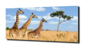obraz na szkle Żyrafa niebo natura 