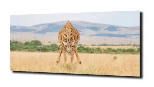 obraz na szkle Żyrafa natura niebo 