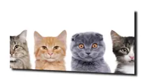 obraz na szkle, Panel szklany Koty 
