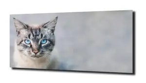 obraz na szkle Kot niebieskie oczy 