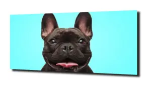 obraz na szkle Buldożek francuski  
