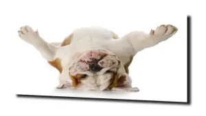 obraz na szkle Buldog pies zwierzę 