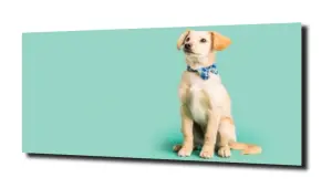 obraz na szkle Pies piesek zwierzę 