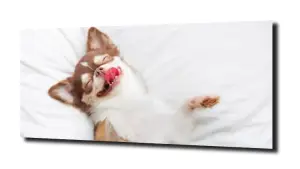 obraz na szkle Zaspany pies piesek 