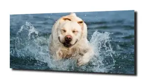 obraz na szkle Labrador morze pies 