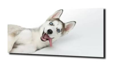 obraz na szkle Husky pies śmieszne 