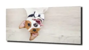 obraz na szkle Pies leżący kokarda 