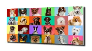 obraz na szkle Psy kolaż zwierzęta 