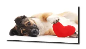 obraz na szkle Pies, miłość, serce 