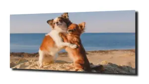 obraz na szkle Plaża chihuahua psy 