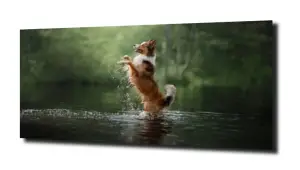 obraz na szkle Pies kąpiel jezioro 