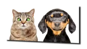 obraz na szkle Pies i kot śmieszne 