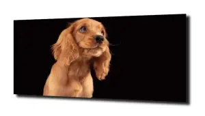 obraz na szkle Spaniel mały piesek 