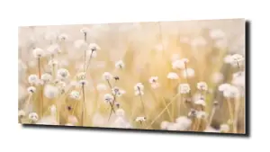 obraz na szkle Dmuchawce na łące  