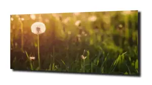 obraz na szkle Dmuchawiec na łące 