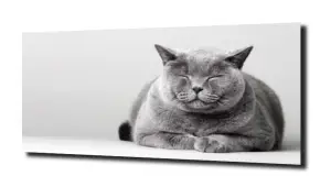 obraz na szkle Śpiący kot uśmiech 