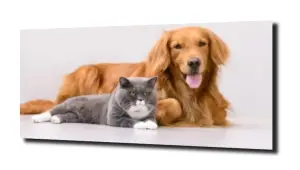 obraz na szkle Kot pies zwierzęta 