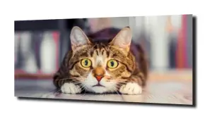 obraz na szkle Kotek piękne oczy  