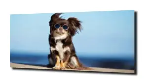 obraz na szkle Pies hipis okulary 