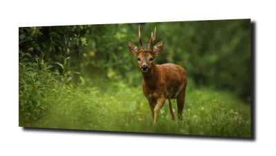 obraz na szkle Jelonek natura las 