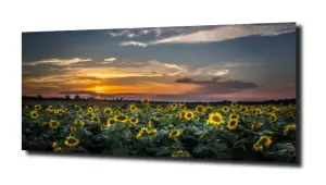 obraz na szkle Pole słoneczników 