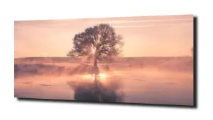 obraz na szkle Drzewo natura las 