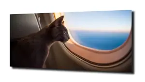 obraz na szkle Kot samolot niebo 