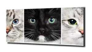 obraz na szkle Kotki portret kot 