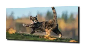 obraz na szkle Kot jesień spacer 