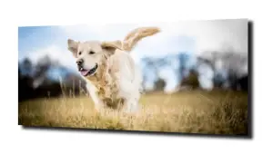 obraz na szkle Pies łąka natura  