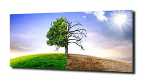 obraz na szkle Rozkwit przyrody 