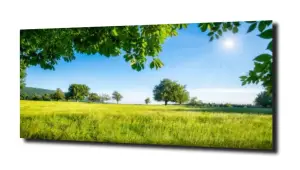 obraz na szkle Drzewa las niebo 