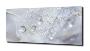 obraz na szkle Rosa na liściach 