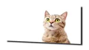 obraz na szkle Kot zielone oczy 
