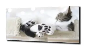 obraz na szkle Kot kotek natura 