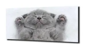 obraz na szkle Kot kotek kiciuś 