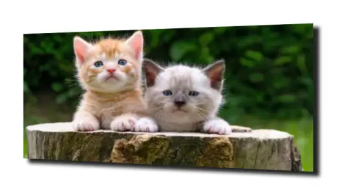 1b48e8578d21a0dc00c208787091ee5d