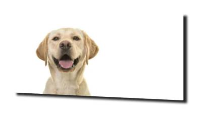obraz na szkle Labrador portret 