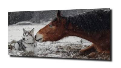 obraz na szkle Koń husky natura 