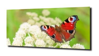 obraz na szkle Motyle kwiaty 14 
