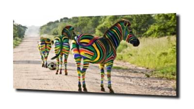 obraz na szkle Kolorowa zebra  