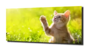 obraz na szkle Kot motyl trawa 