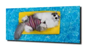 obraz na szkle Kot kotek basen 