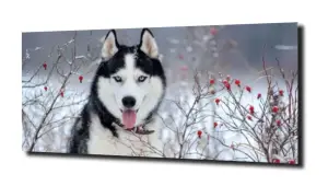obraz na szkle Pies husky zima 