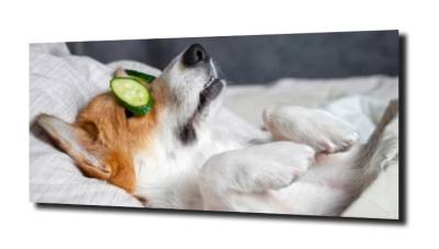 obraz na szkle Pies spa relaks 