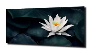 obraz na szkle Lilia wodna 18 
