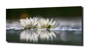obraz na szkle Lilia wodna 23 