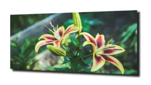 obraz na szkle Lilie wodne 54 