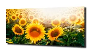 obraz na szkle Słoneczniki 79 