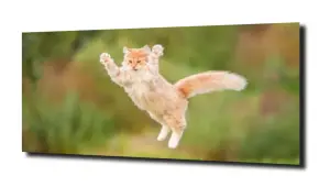 obraz na szkle Latający kotek 